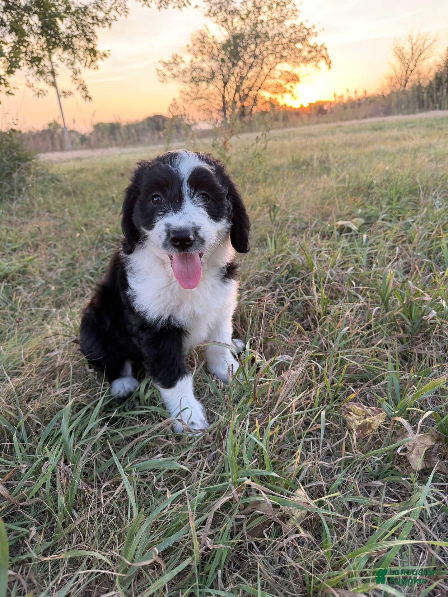 Aussiedoodle dogs for sale: Aussiedoodle 2 - Ad 1