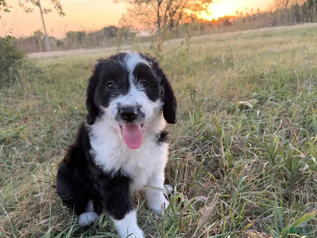 Aussiedoodle dogs for sale: Aussiedoodle 2 - Ad 1