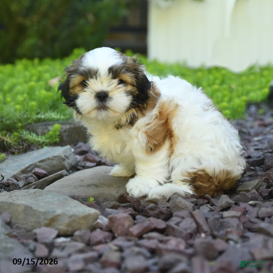 Mixed Breed dogs for sale: Gracie - Ad 3