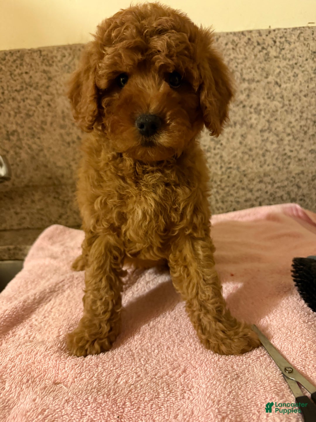 Mini Goldendoodle dogs for sale: choco - Ad 1