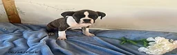 Boxer dogs for sale: Rambo - Ad 4