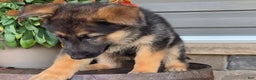 German Shepherd dogs for sale: Aria - Ad 1