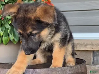 German Shepherd dogs Aria - Ad 4