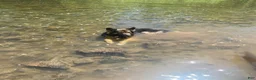 German Shepherd dogs for stud: Long hair german shepherd stud only - Ad 3