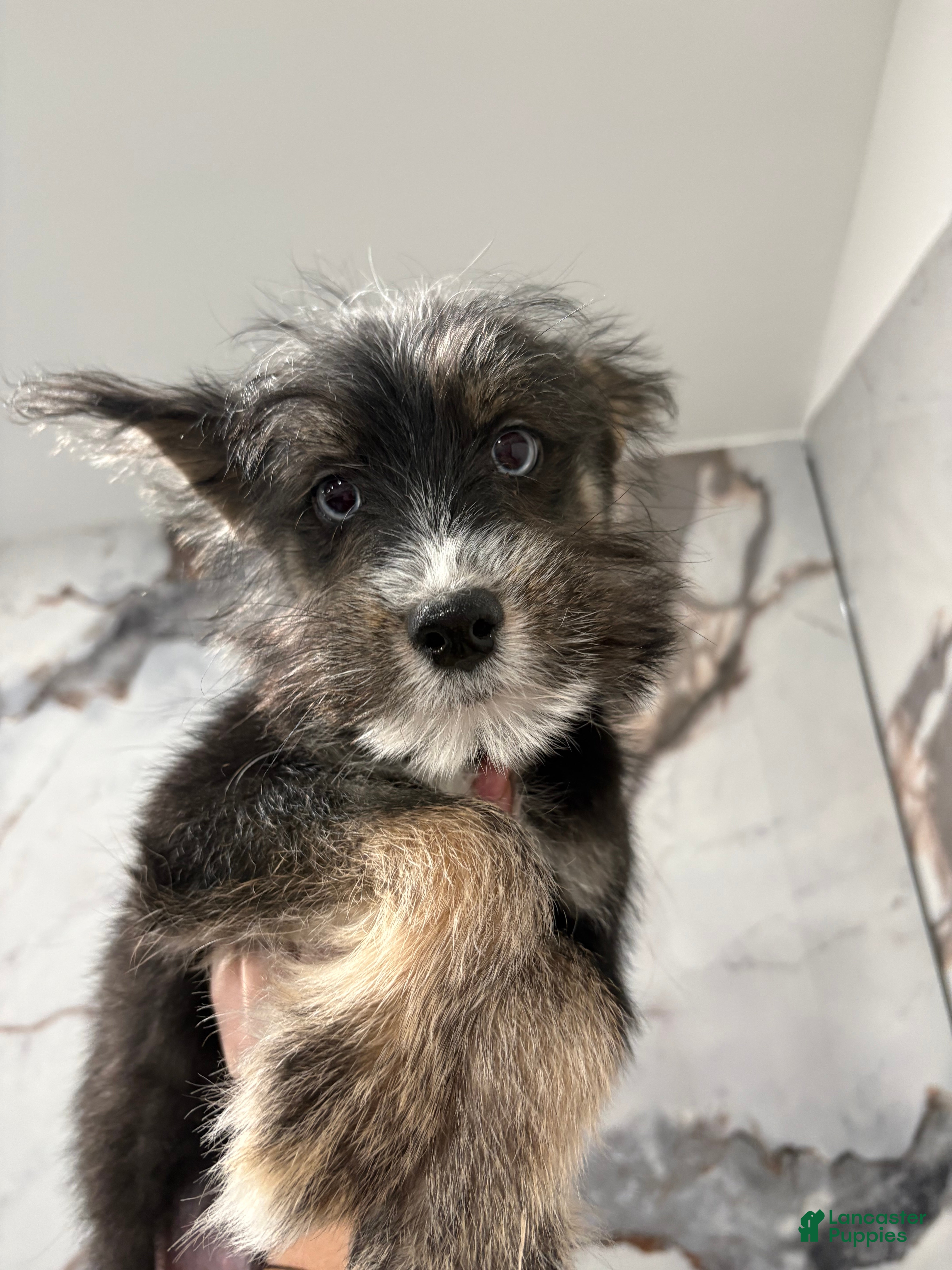 Huskipoo dogs Huskipoo Puppy 2 - Ad 1