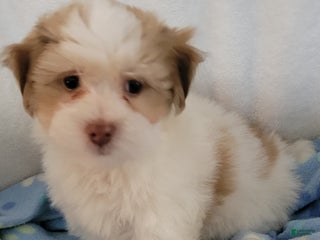 Havanese dogs - Ad 41