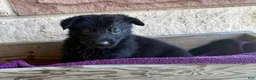 German Shepherd dogs for sale: Gwen - Ad 8