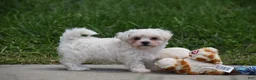 Maltipoo dogs for sale: Ace - Ad 4