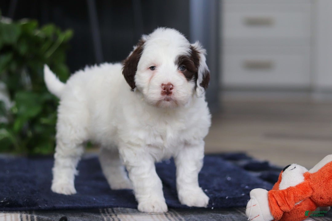 Portuguese Water Dog dogs for sale: Niko - Ad 7