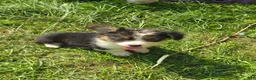 Welsh Corgi Pembroke dogs for sale: Duffy the fluffy - Ad 6