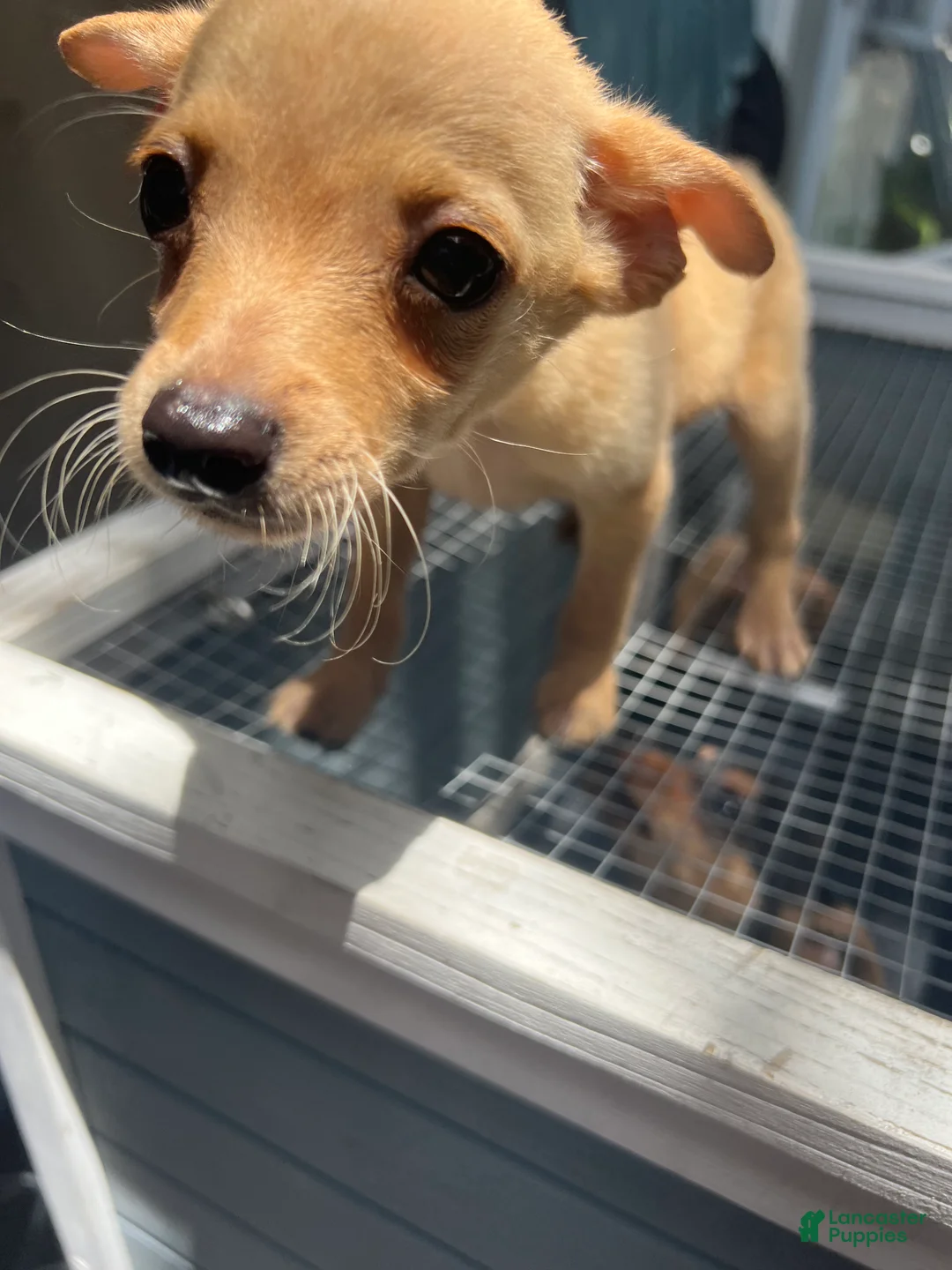 Mixed Breed dogs for sale: Mixed Breed 3 - Ad 2