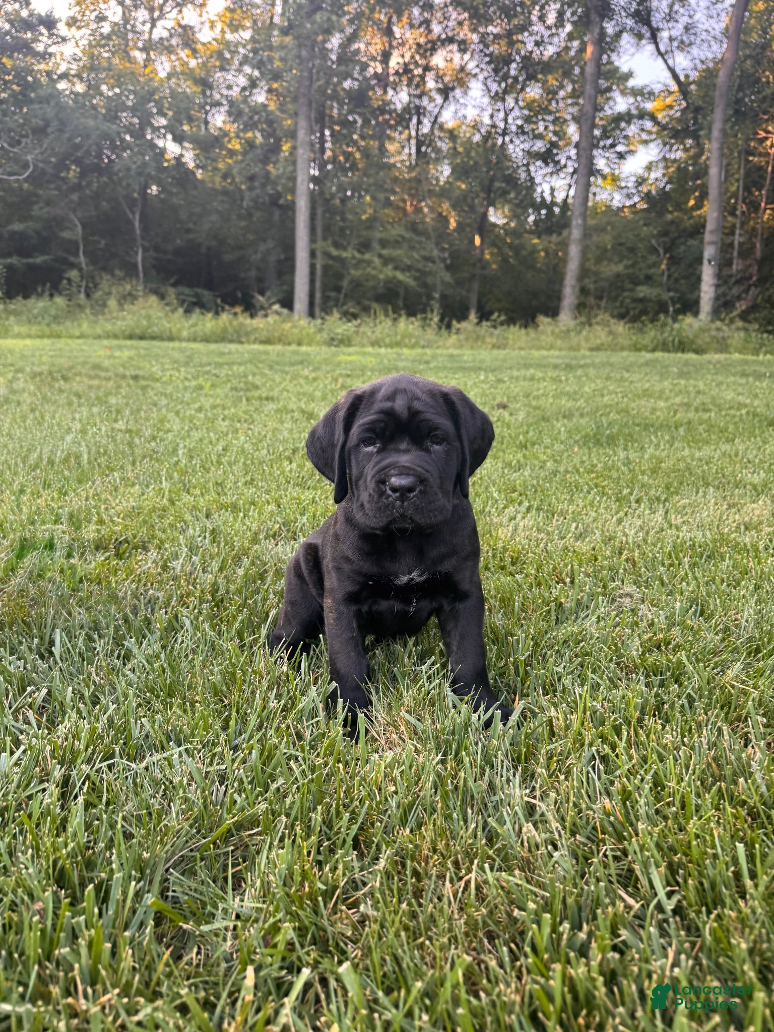 Cane Corso dogs for sale: Violet - Ad 3
