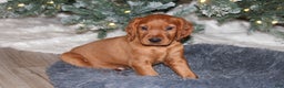 Mixed Breed dogs for sale: gunner - Ad 3