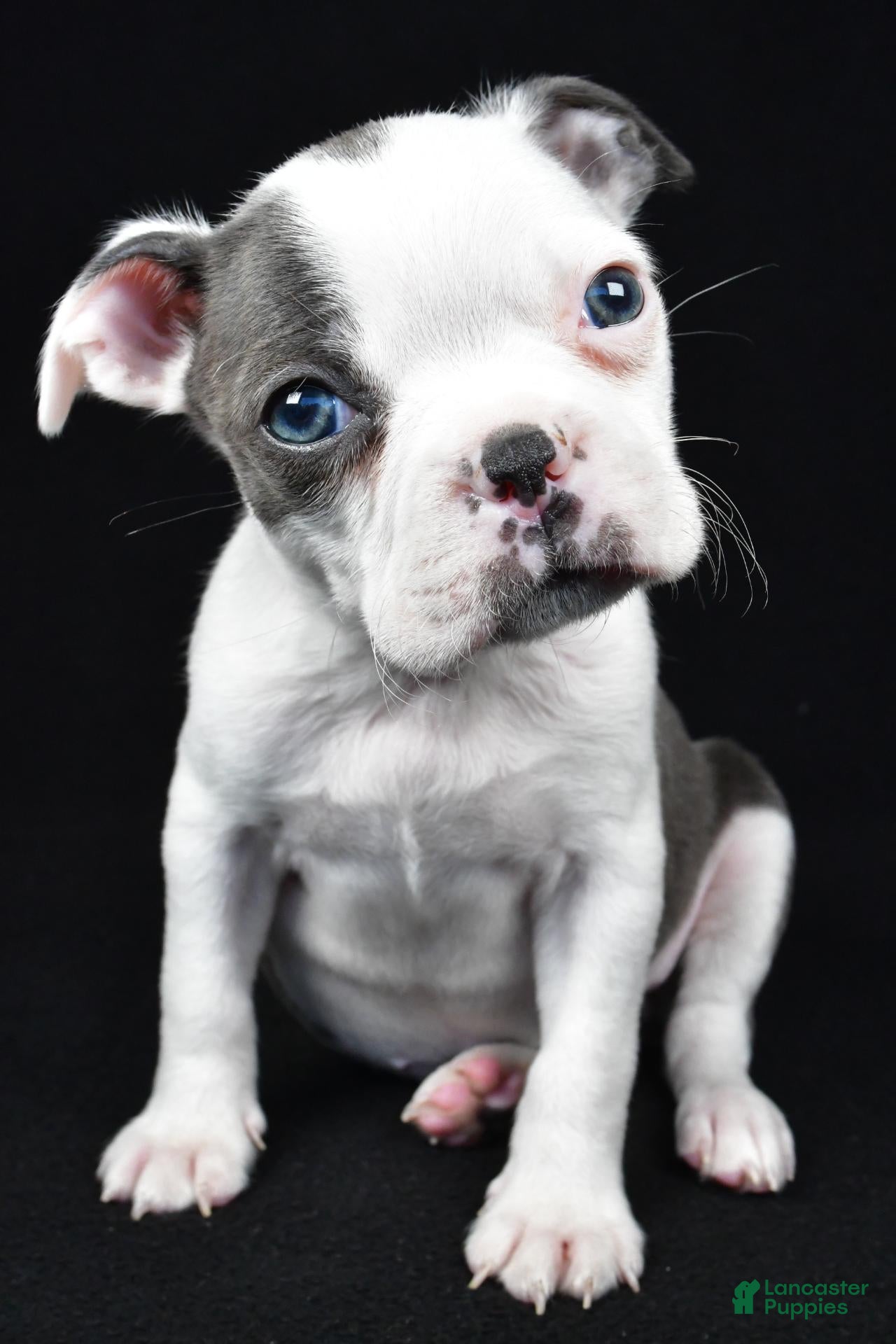 Skye (Boston Terrier, Female) in Millersburg, OH