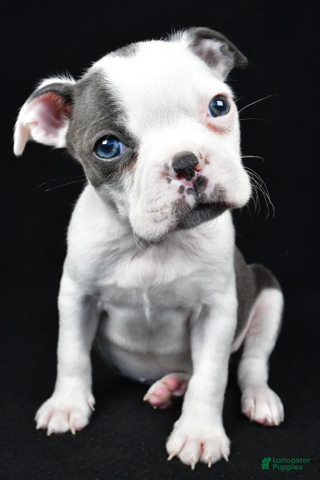 Boston Terrier dogs for sale: Skye - Ad 1