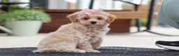 Maltipoo dogs for sale: Kelly - Ad 5