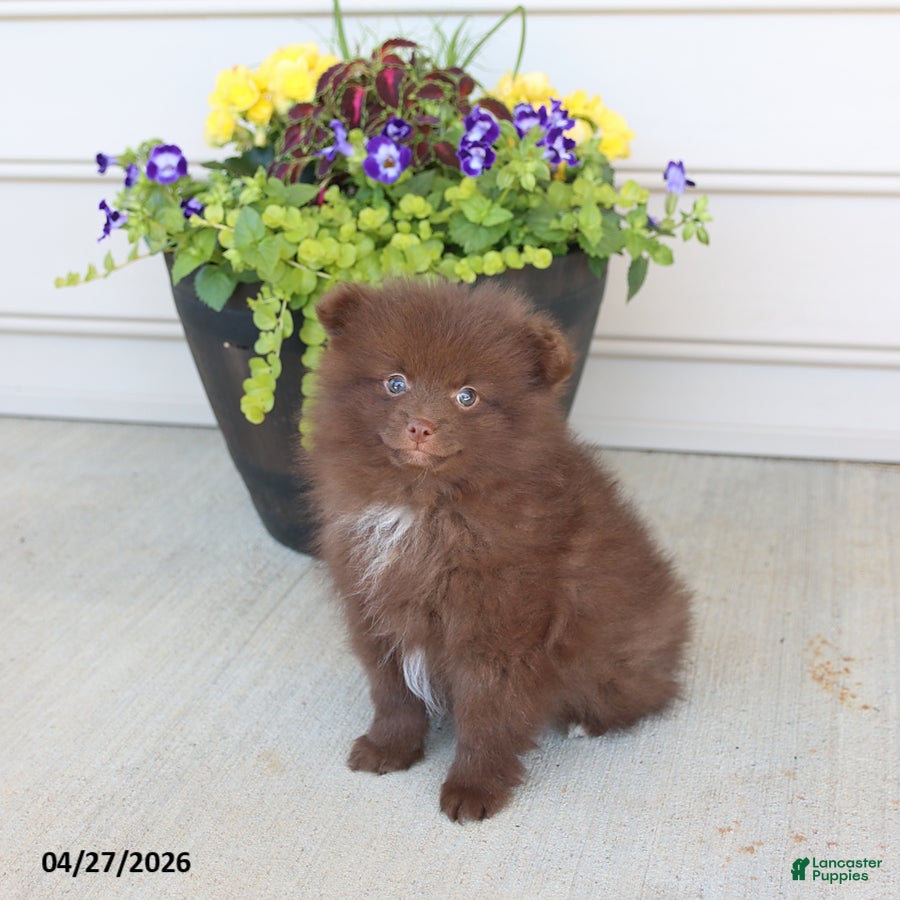 Pomeranian dogs Teddy - Ad 1