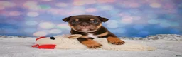 English Bulldog dogs for sale: Molly - Ad 9