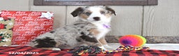 Australian Shepherd dogs for sale: Amber - Ad 4
