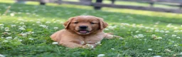Golden Retriever dogs for sale: Ollie - Ad 10