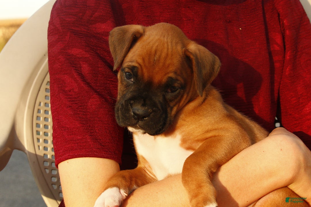 Akc Registration Shenandoah Boxer Puppies Buster AKC For Sale In