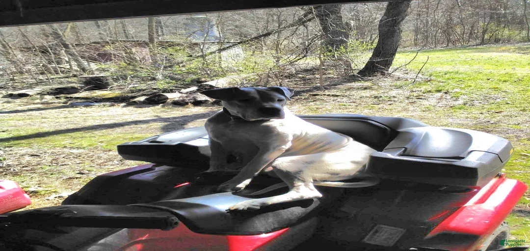 Gallery Image {{count}}