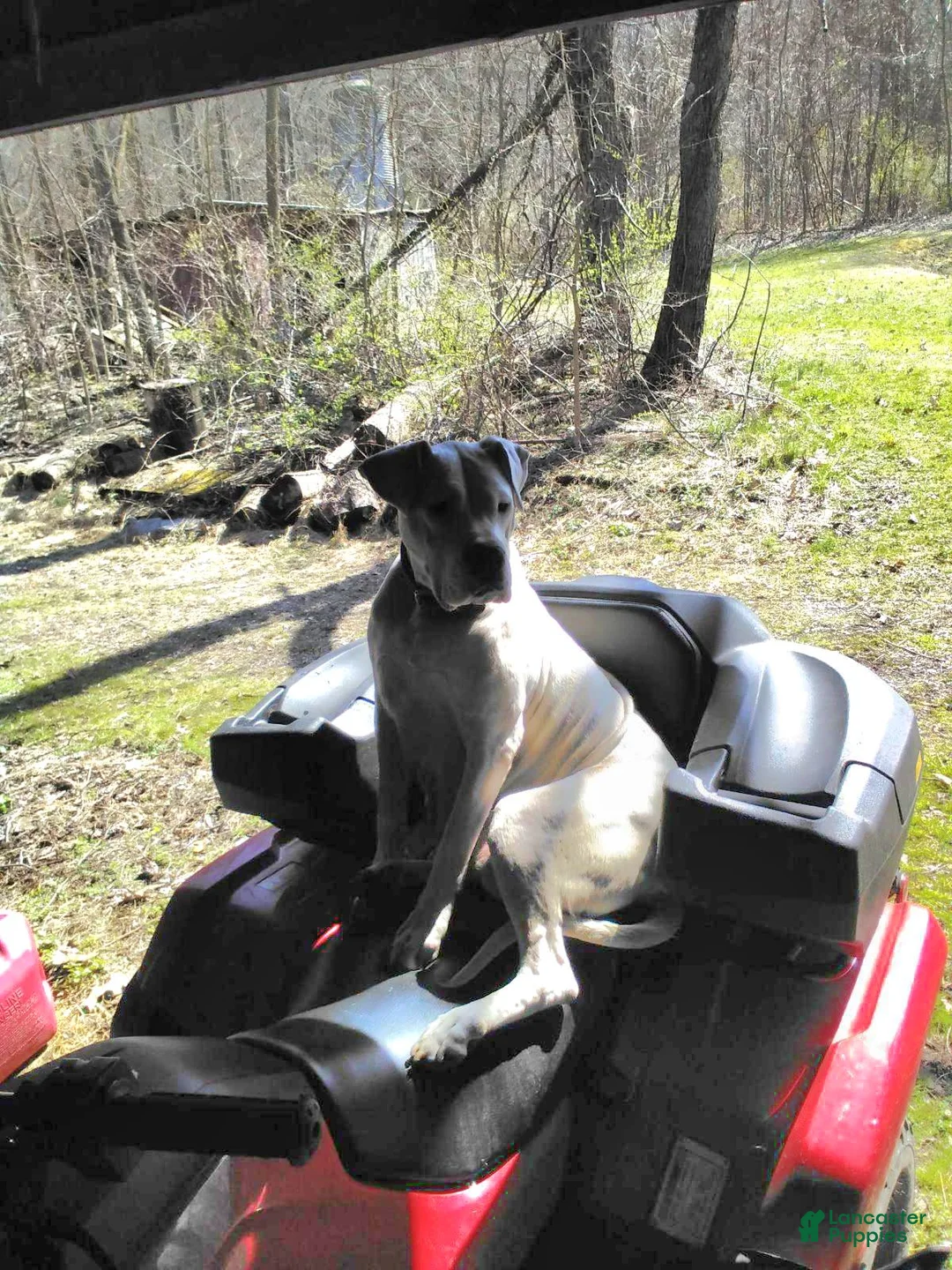 Gallery Image {{count}}