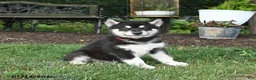 Alaskan Malamute dogs for sale: Shadow - Ad 3