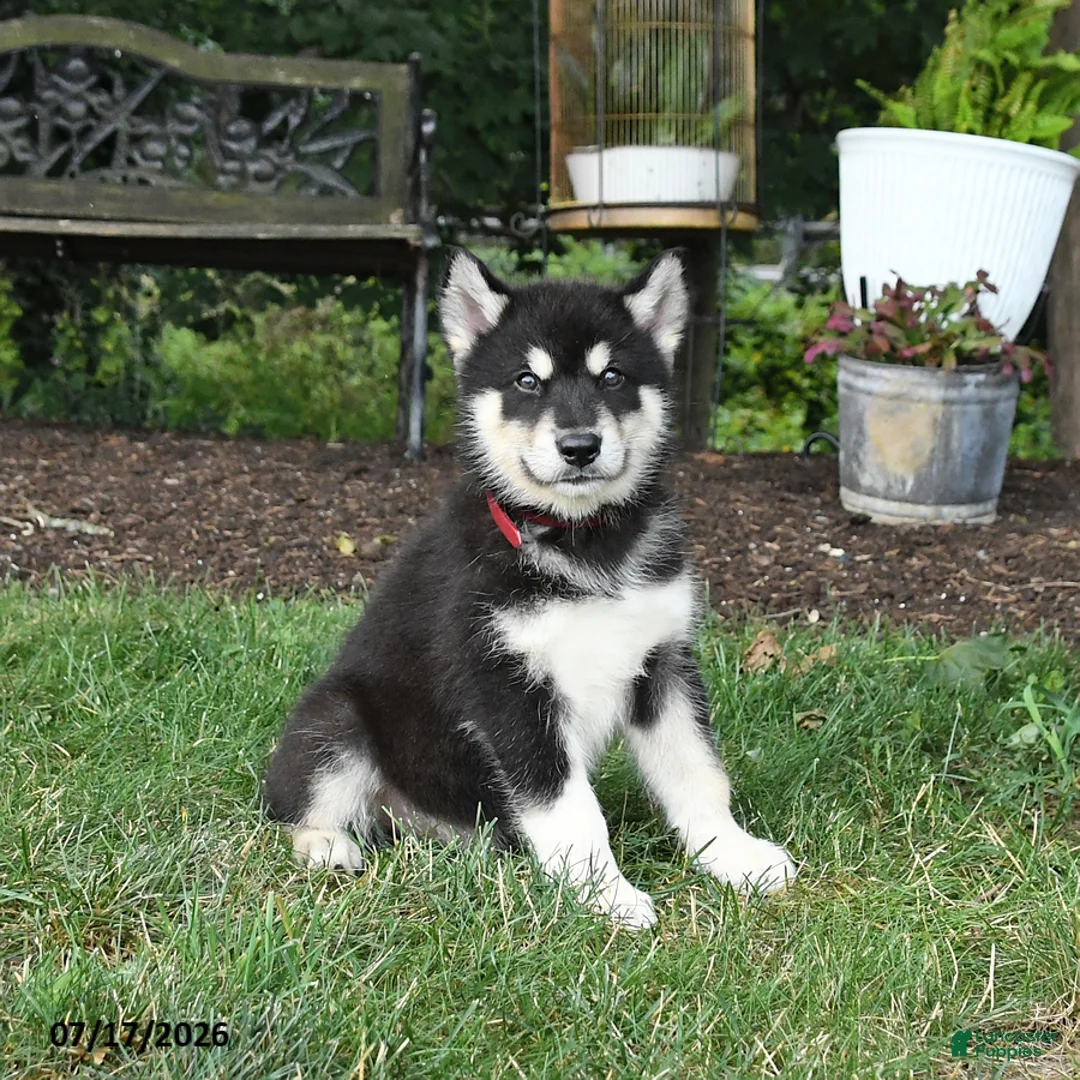 Alaskan Malamute dogs for sale: Shadow - Ad 3