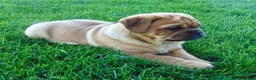 Mixed Breed dogs for sale: Angela  - Ad 8
