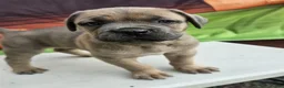 Cane Corso dogs for sale: ZEUS - Ad 11