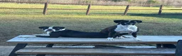 Boxer dogs for sale: Boxer 1 - Ad 3