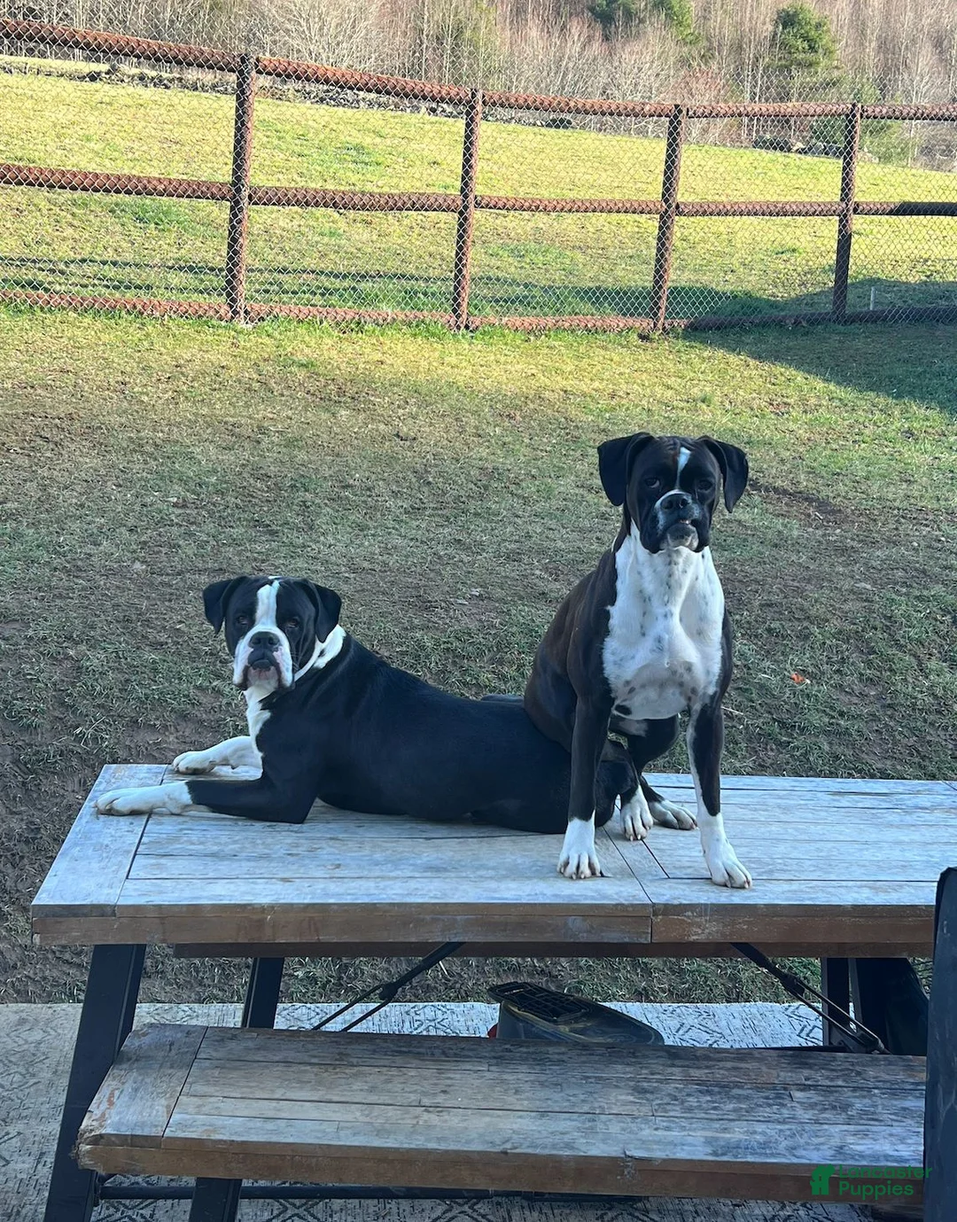 Boxer dogs for sale: Boxer 1 - Ad 3