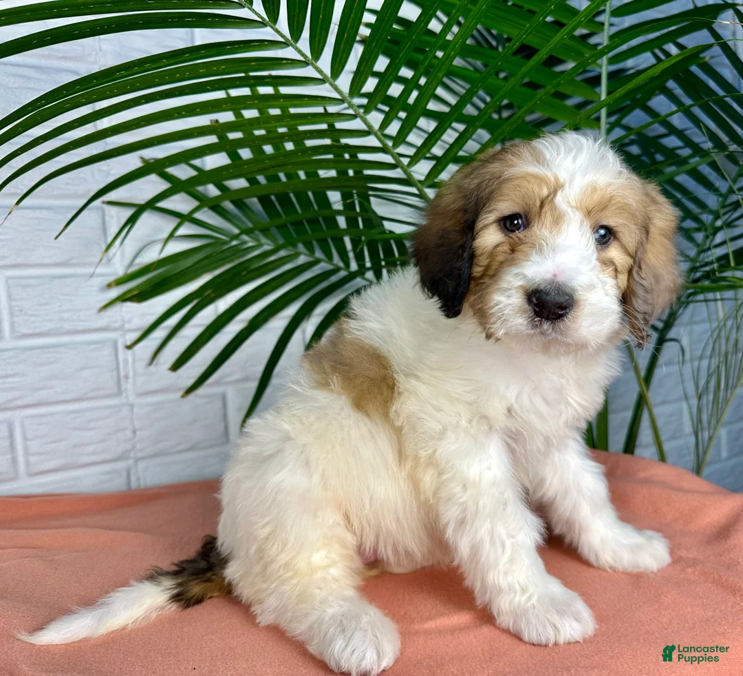Saint Berdoodles dogs for sale: Daisy - Ad 3