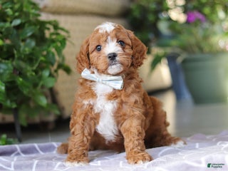 Cavapoo dogs - Ad 24