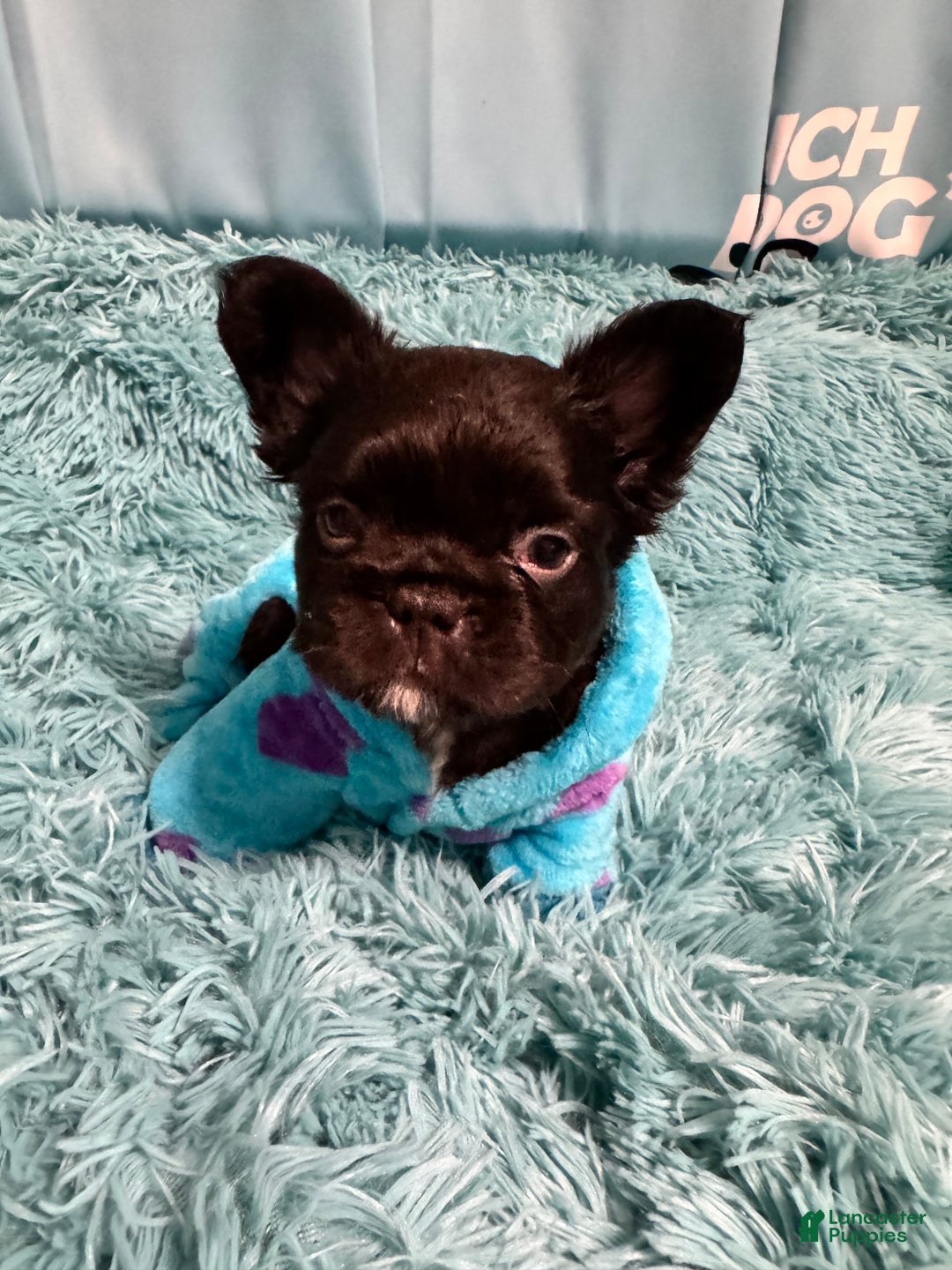 French Bulldog dogs for sale: Nacho - Ad 3
