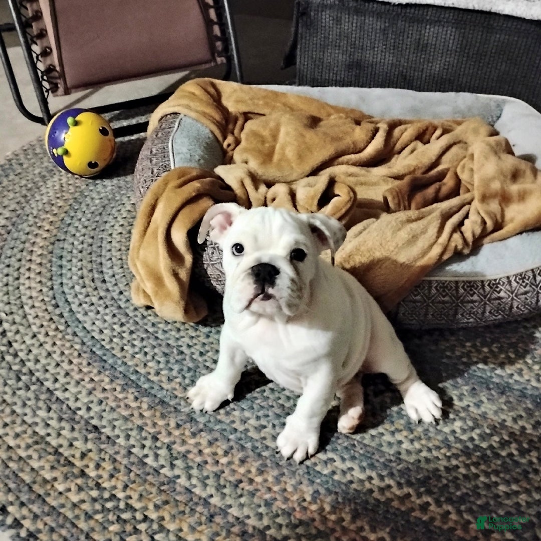English Bulldog dogs for sale: Rayna - Ad 8