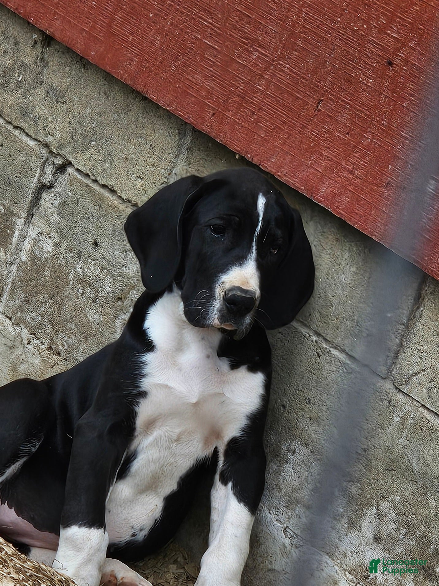 Great Dane dogs Mantle Female  - Ad 1