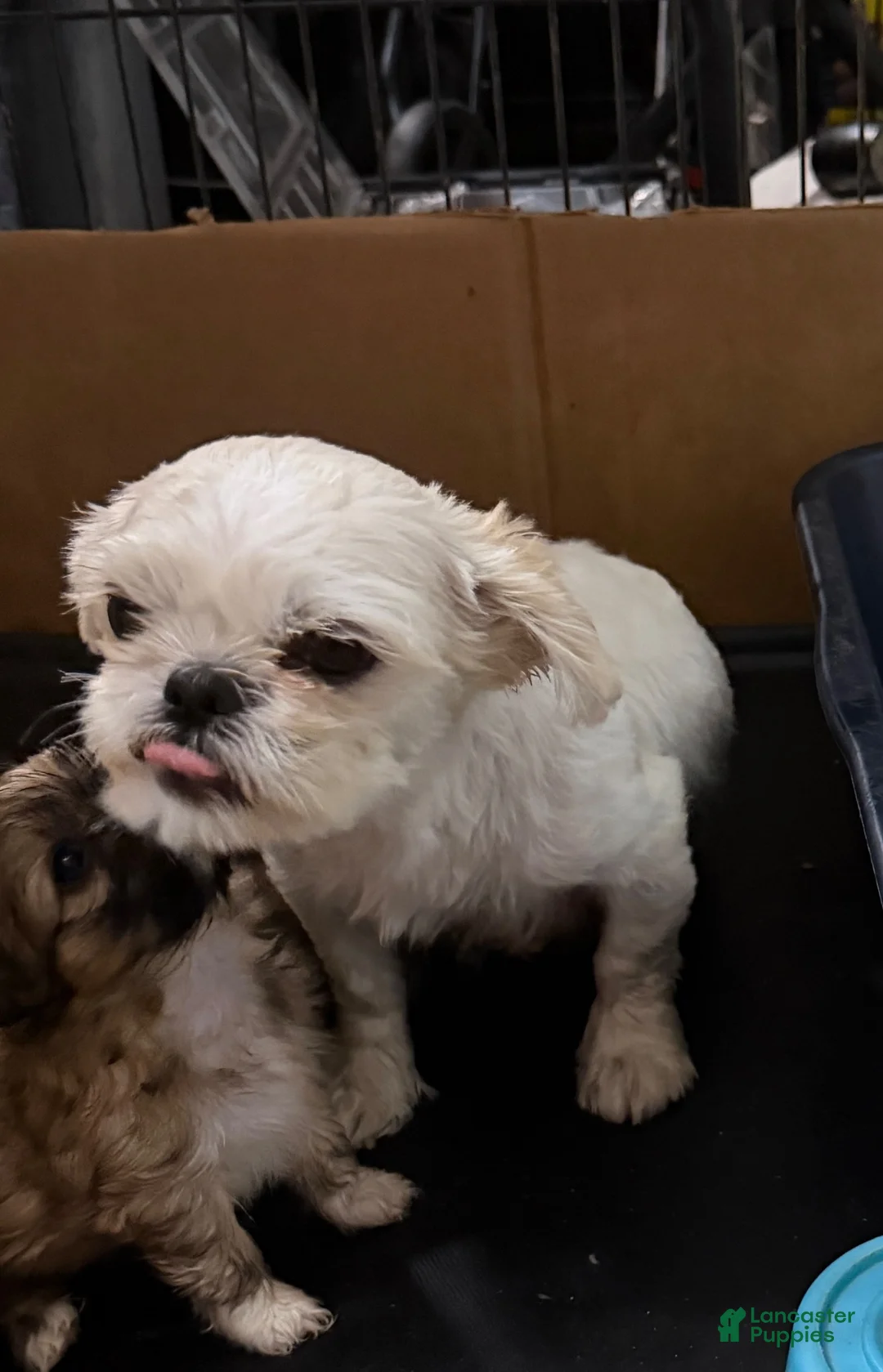 Shih Tzu dogs for sale: Pooh - Ad 8