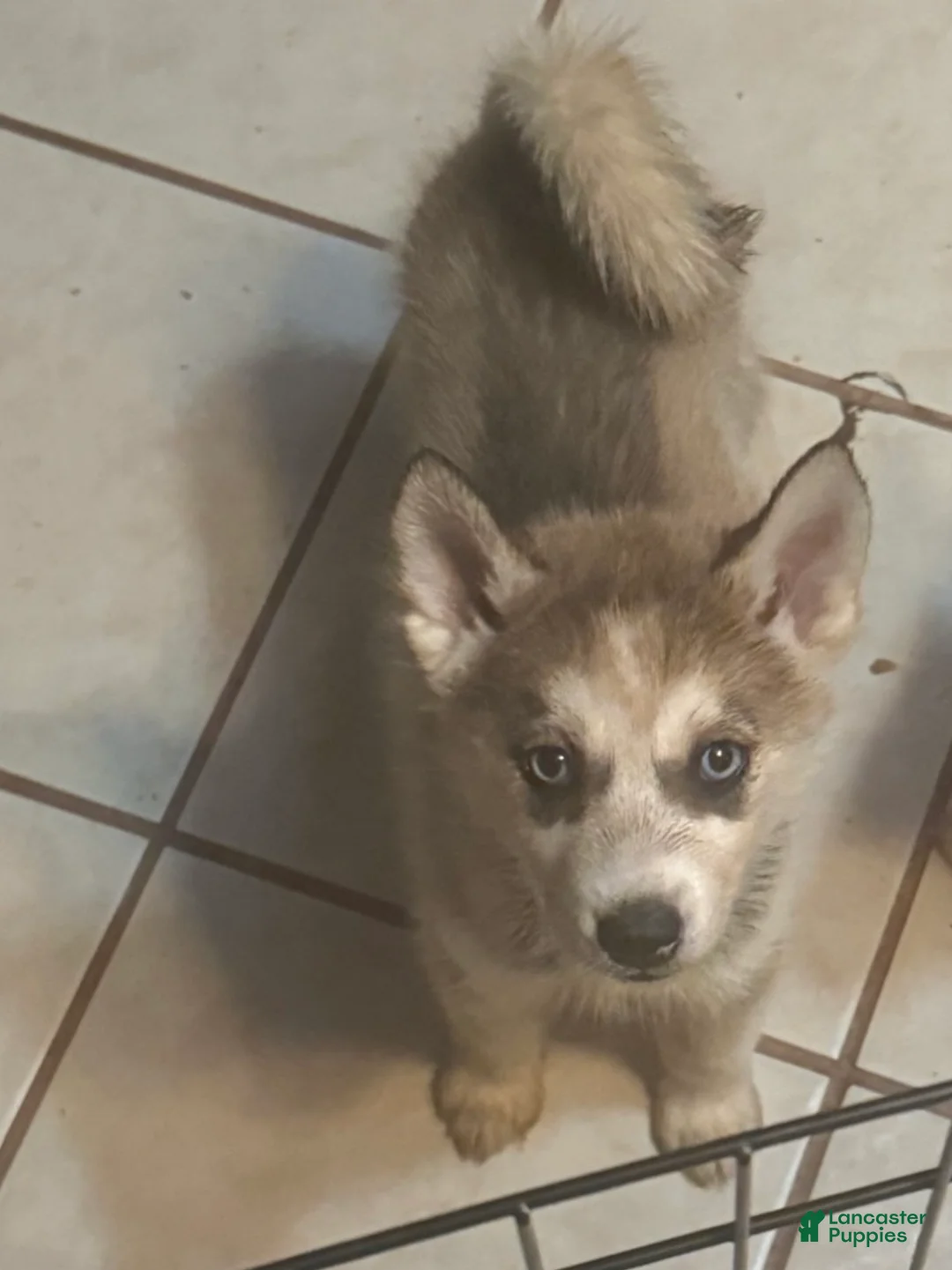 Alaskan Husky dogs for sale: Nova - Ad 1