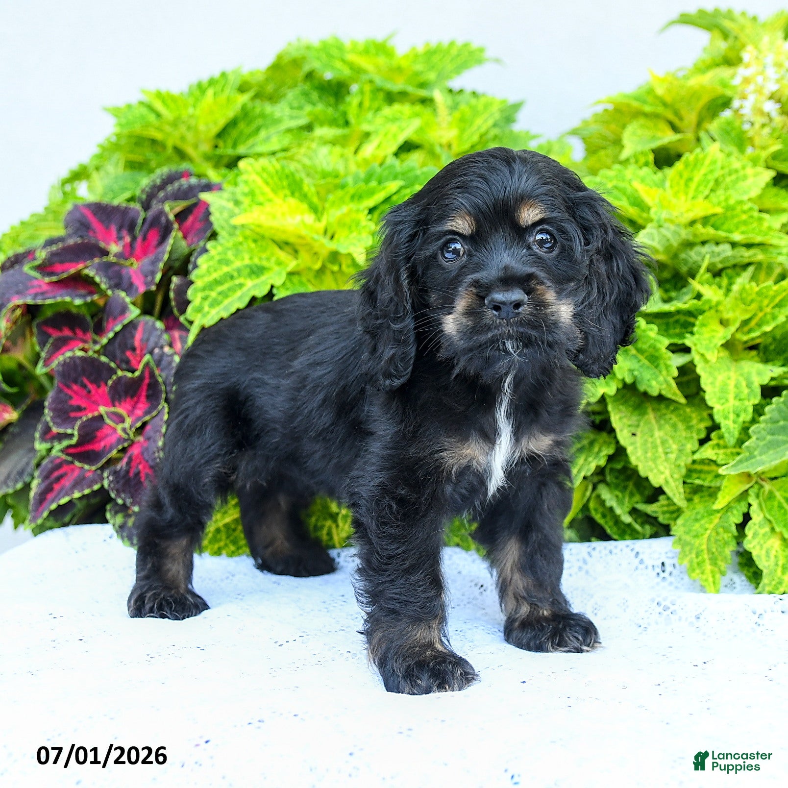 English Cocker Spaniel dogs Daisy - Ad 1