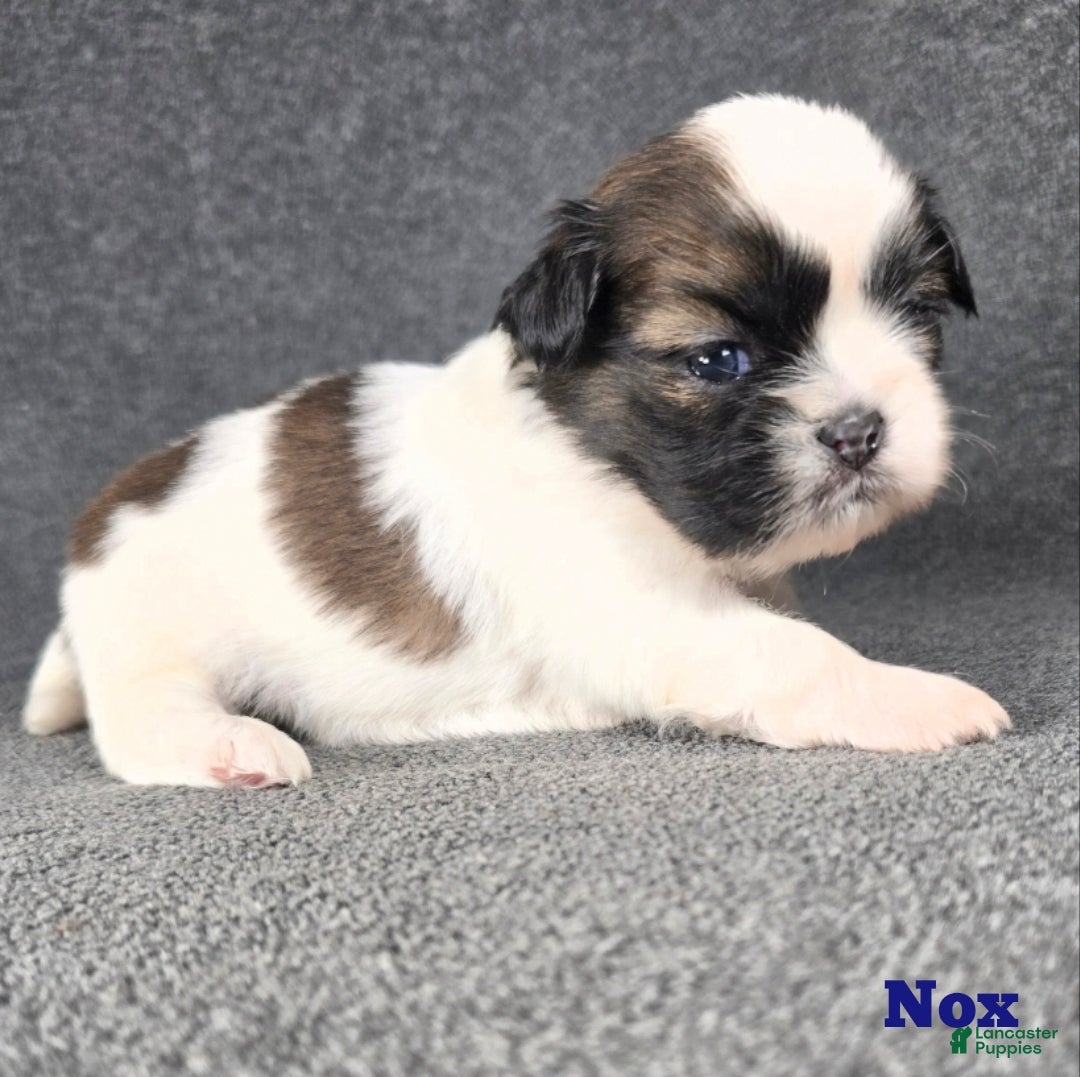 Shih Tzu dogs for sale: Nox - Ad 1