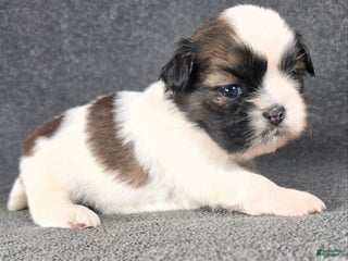 Shih Tzu dogs Nox - Ad 5