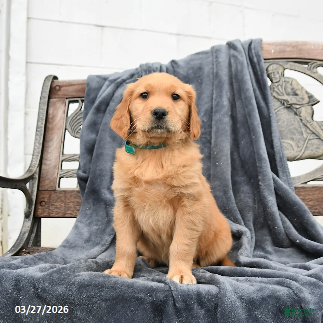 Golden Retriever dogs for sale: Bear  - Ad 1