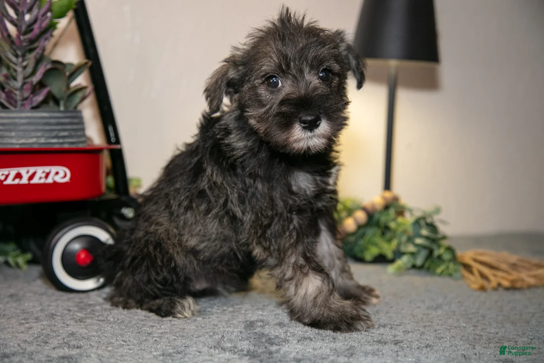 Miniature Schnauzer dogs for sale: Ria - Ad 1