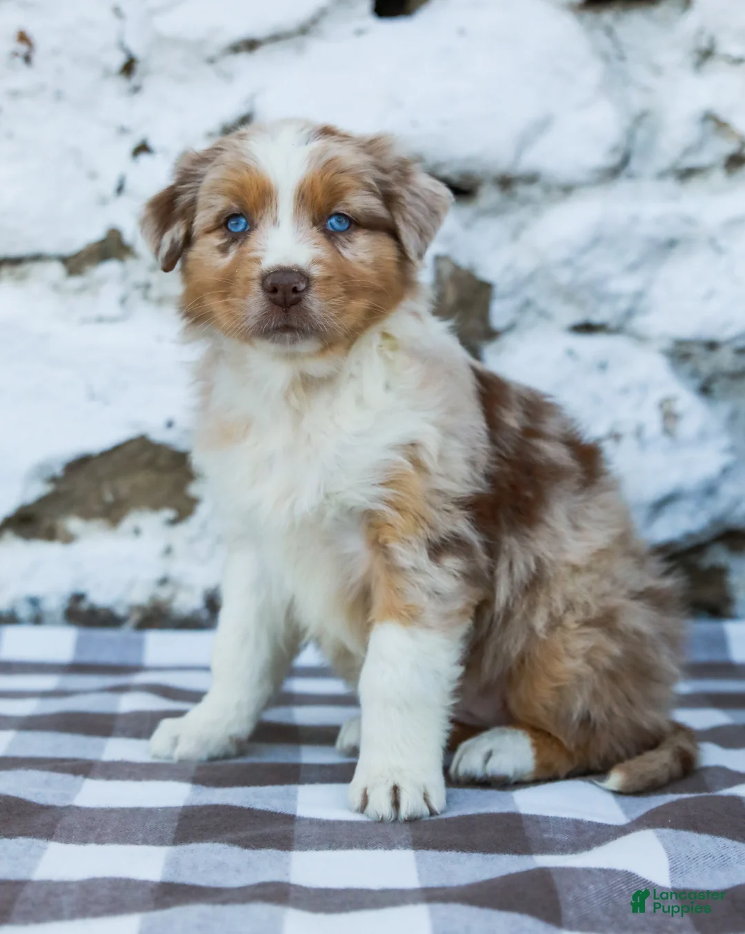 Australian Shepherd dogs for sale: Maggie - Ad 1