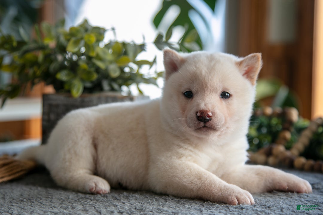 Shiba Inu dogs for sale: Marshmallow - Ad 1