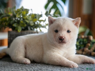 Shiba Inu dogs Marshmallow - Ad 26