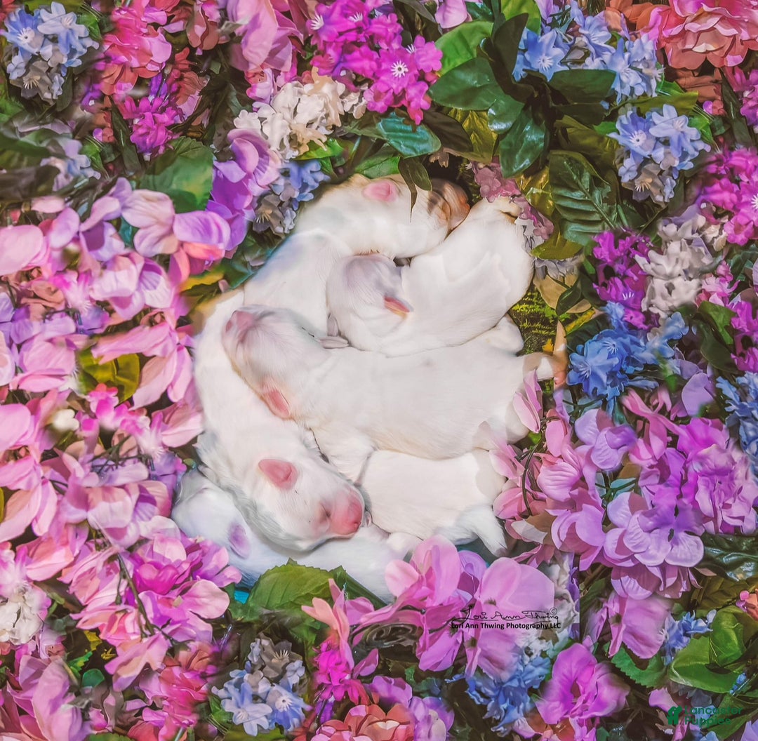 Coton De Tulear dogs for sale: Coton De Tulear Puppy 6 - Ad 4