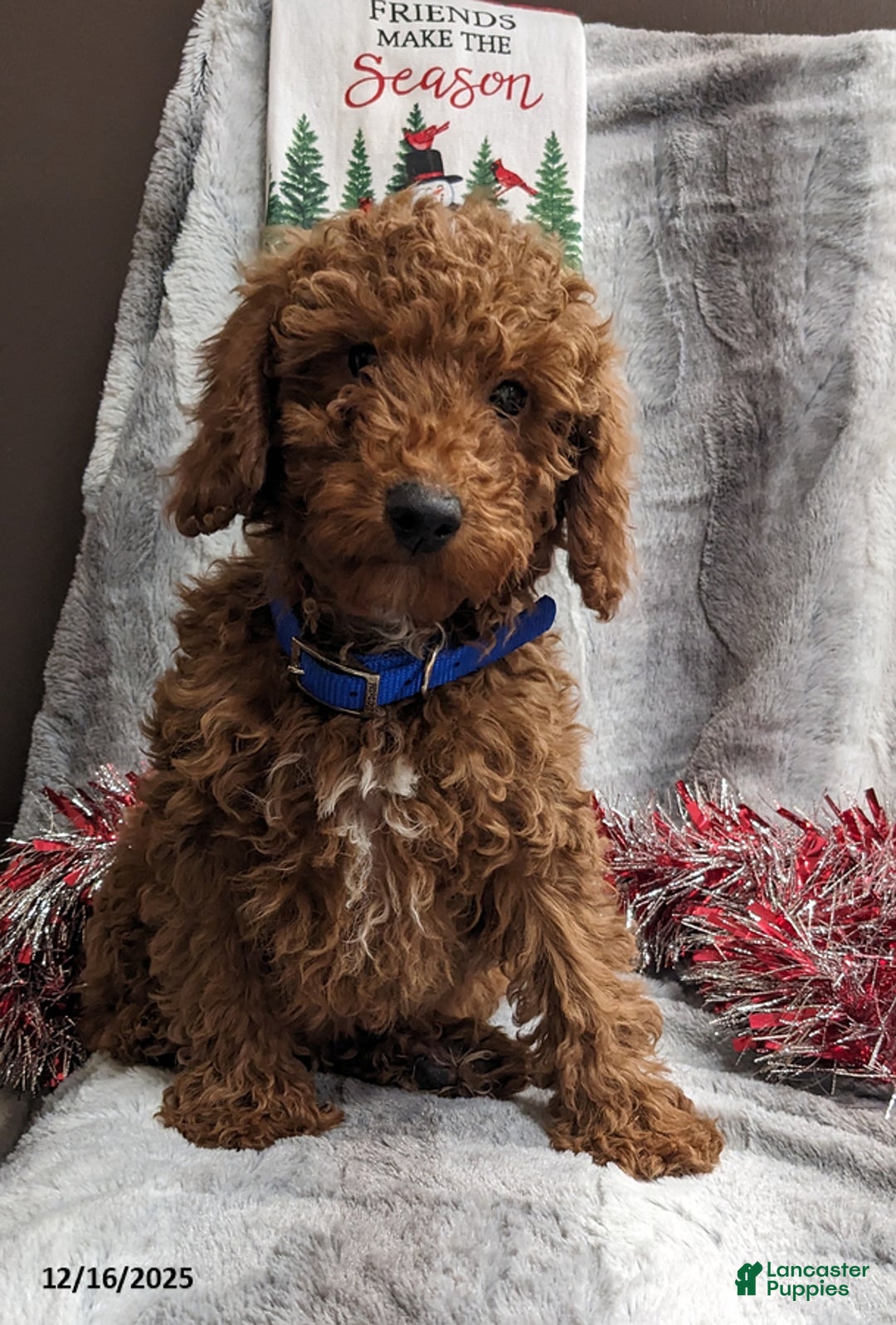 Miniature Poodle dogs for sale: Jolly - Ad 1